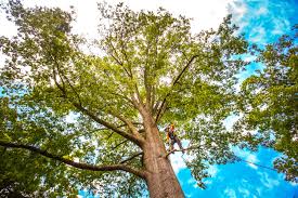 Best Lawn Renovation and Restoration  in Thornwood, NY