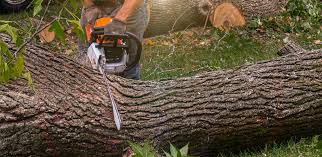 Best Tree Preservation Services  in Thornwood, NY