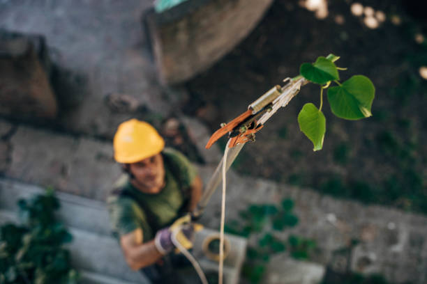 Best Tree Trimming and Pruning  in Thornwood, NY