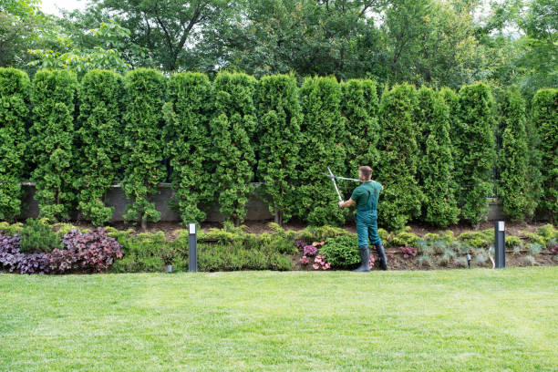 Best Hazardous Tree Removal  in Thornwood, NY