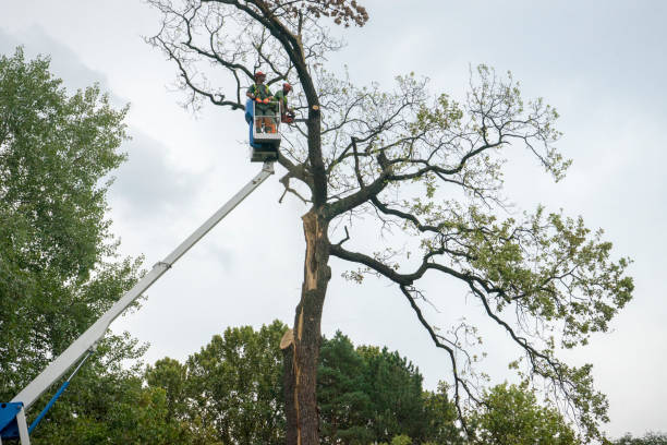 Best Tree Disease Treatment  in Thornwood, NY