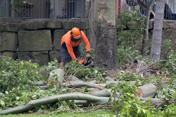How Our Tree Care Process Works  in  Thornwood, NY