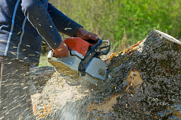 Best Commercial Tree Services  in Thornwood, NY